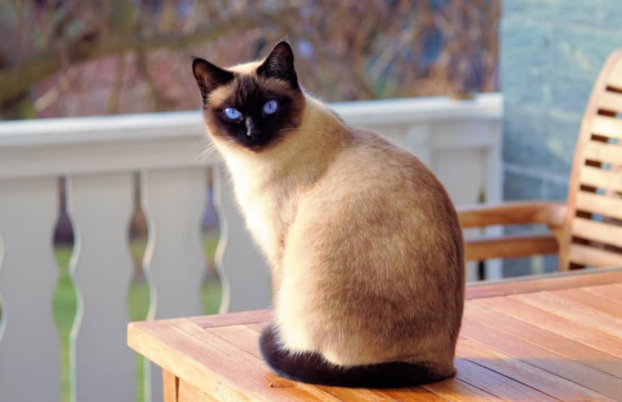 cat at home